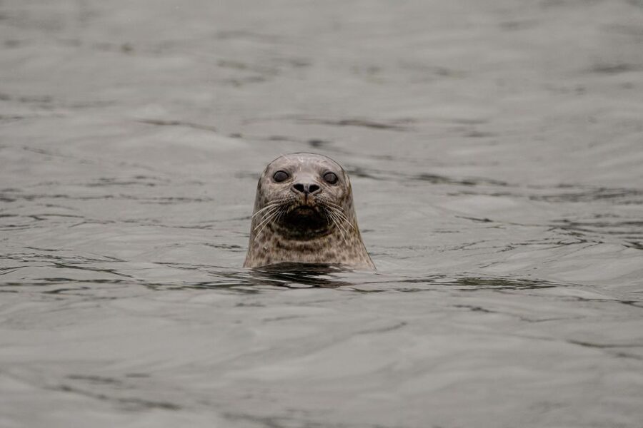 Bleik: Whale Watching by Speedboat with Puffins and Muffins - From Bleik Marina to open water