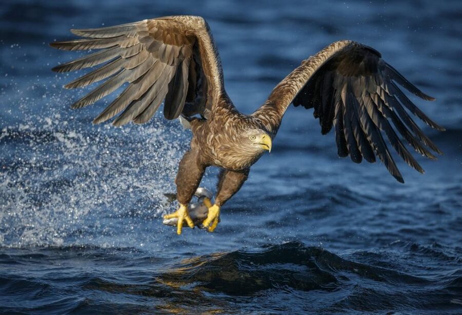 Bodø: Saltstraumen Sea Eagle Trip by RIB - What the $135 Price Really Covers