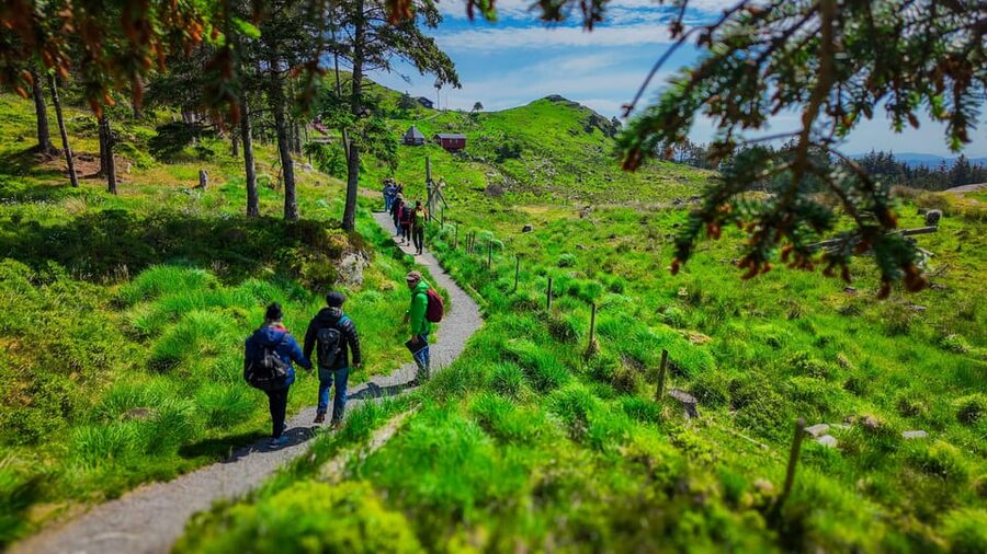 Discover Haugesund and visit a local mountain farmer - From the cruise pier to Steinsfjellet