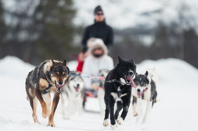 Dog Sled Tour and Husky Cuddles - Key points at a glance