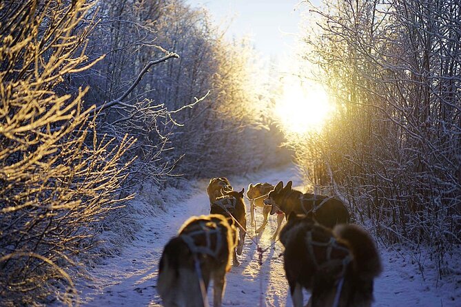 Dog Sled Tour and Husky Cuddles - Is $431.59 a fair price?