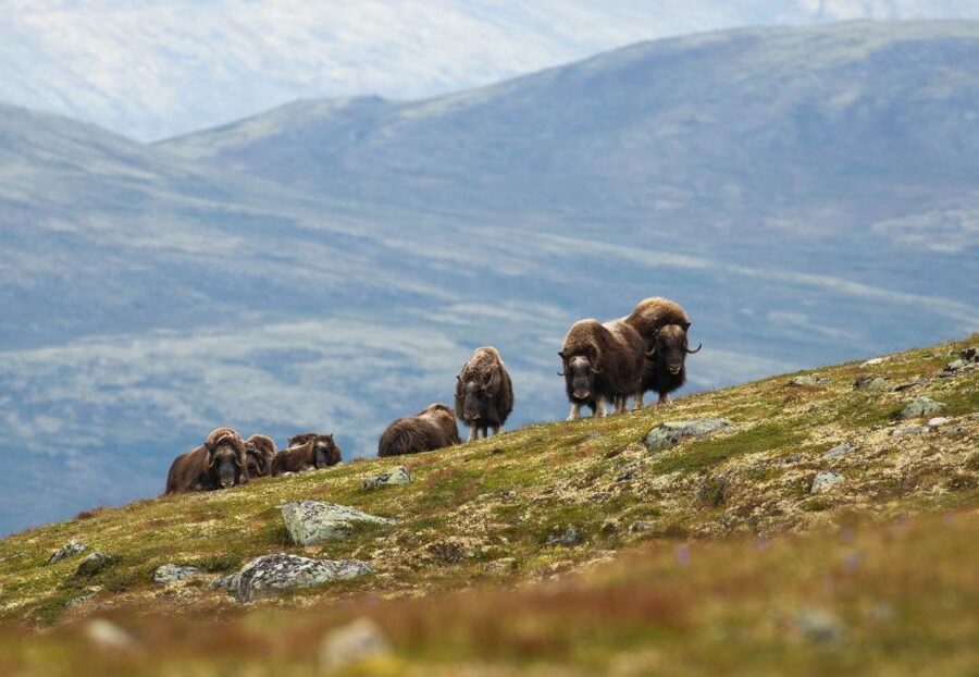 Dovrefjell National Park: Hiking Tour and Musk Ox Safari - Meeting at Hjerkinn at 9:45