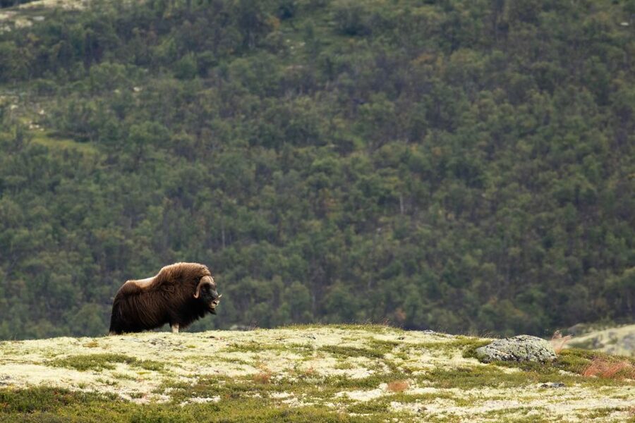 Dovrefjell National Park: Hiking Tour and Musk Ox Safari - Guides Kim and Uwe