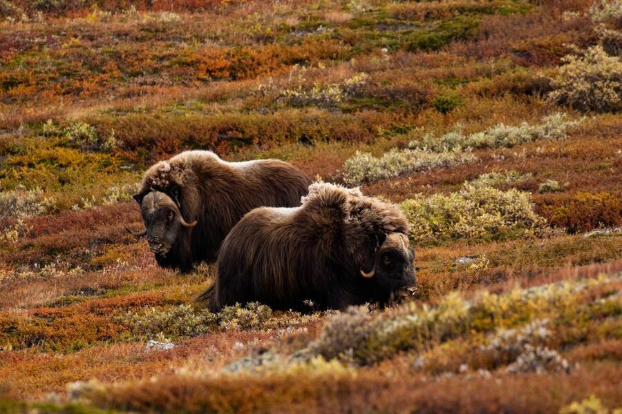 Dovrefjell National Park: Hiking Tour and Musk Ox Safari - What the $64 Price Buys You