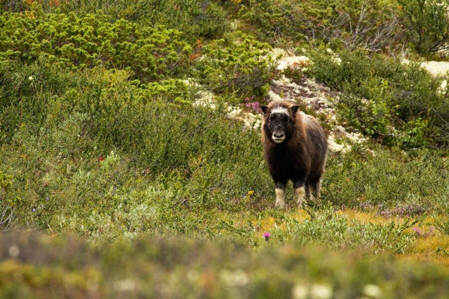 Dovrefjell National Park: Hiking Tour and Musk Ox Safari - The Main Drawback: Distance and Weather