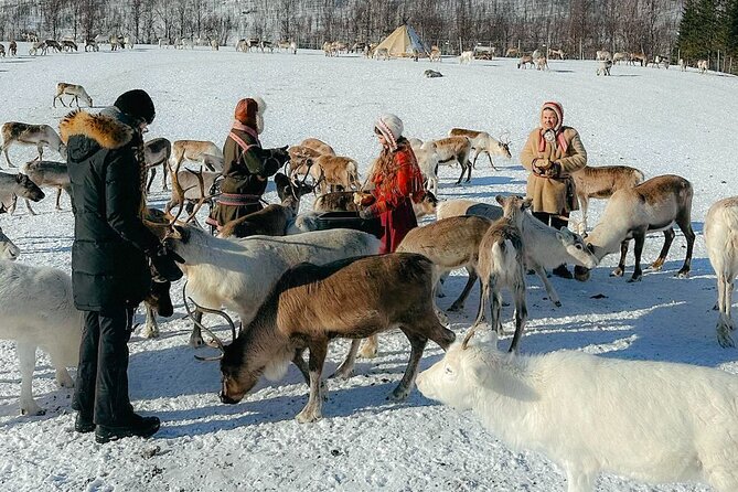 Exclusive Reindeers Experience in small groups, Tromso - Why this Tromsø reindeer experience feels personal