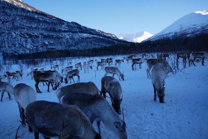 Exclusive Reindeers Experience in small groups, Tromso - Trying the lasso, if time allows