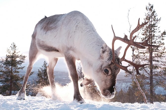 Exclusive Reindeers Experience in small groups, Tromso - Sámi culture beside a warm fire