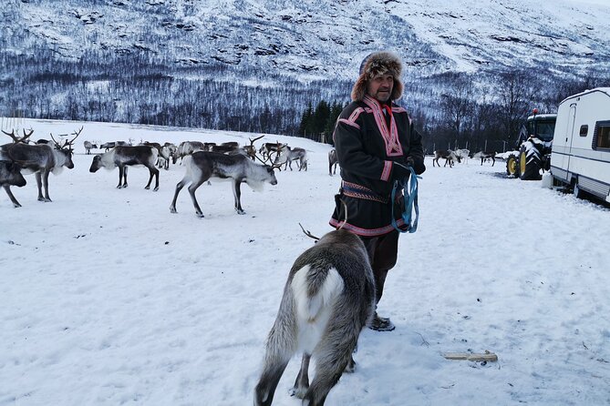 Exclusive Reindeers Experience in small groups, Tromso - Who will enjoy this outing most?