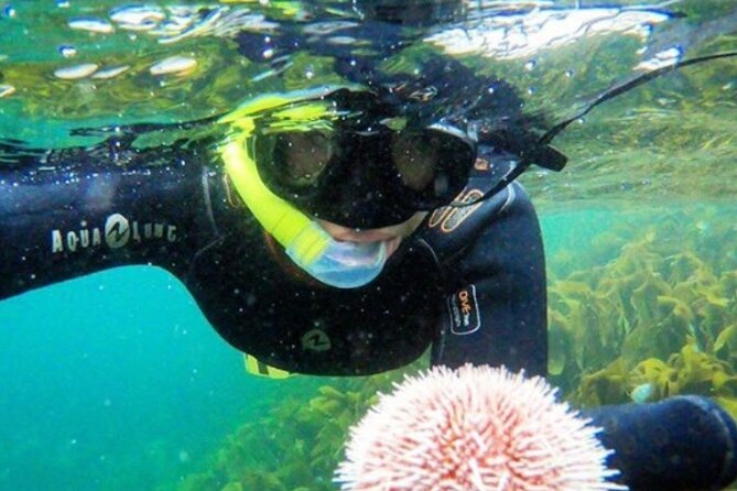Family Snorkeling Tour - Meeting Lofoten’s underwater world in Ballstad