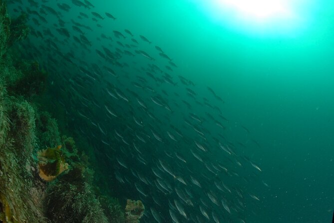 Family Snorkeling Tour - Weather does not cancel the sense of adventure