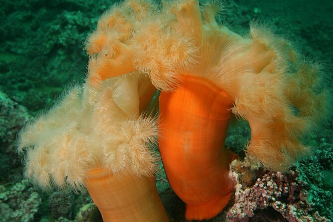 Family Snorkeling Tour - Equipment, guidance, and the cold-water question