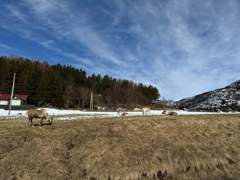 Fjord Foto Tour to Sommaroy (Roadtrip) - What the small group changes