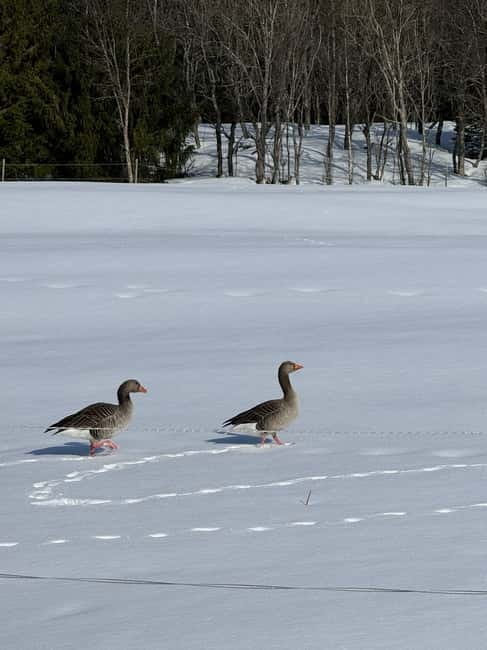 Fjord Foto Tour to Sommaroy (Roadtrip) - Wildlife watching without false promises