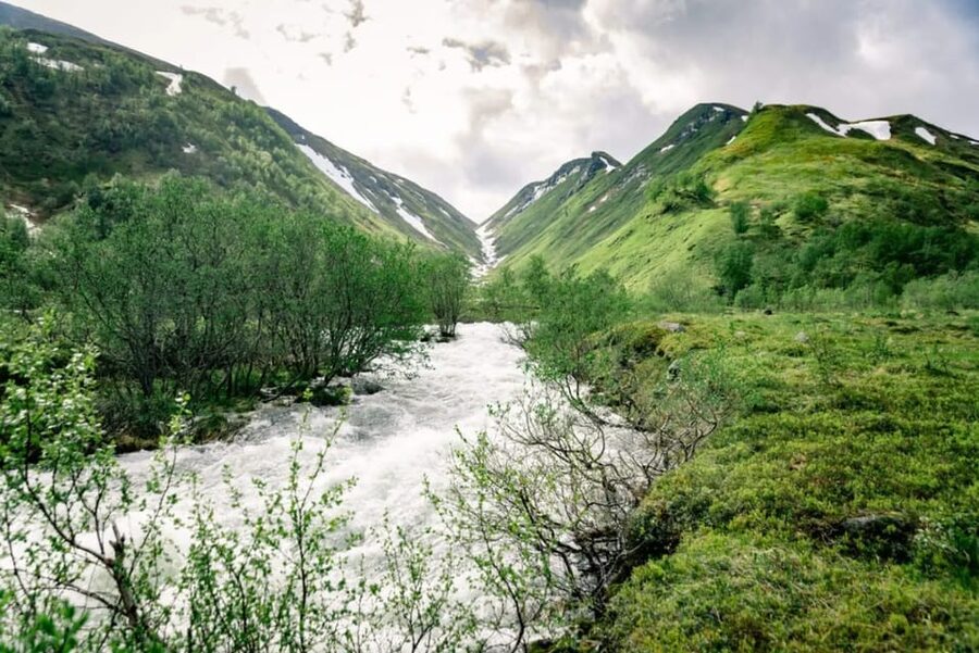 From Alta: Experience Seiland National Park - Birdlife, seals, and Seiland’s plant life