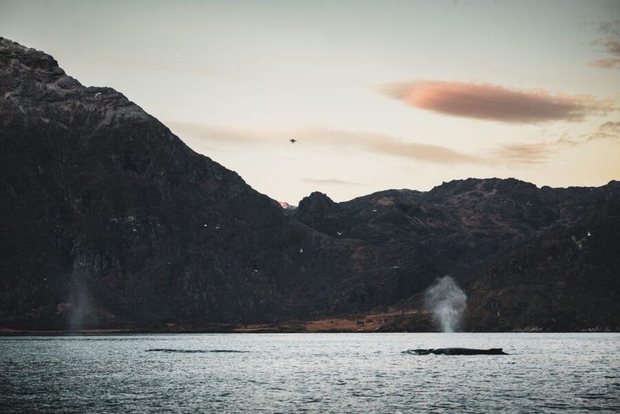 From Alta: Small Group Whale Watching by RIB - Getting ready for an Arctic RIB ride