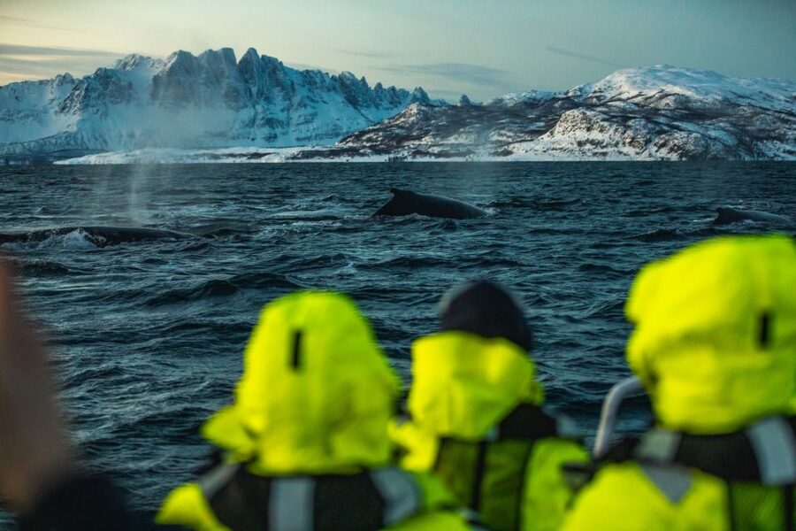 From Alta: Small Group Whale Watching by RIB - The RIB ride into the fjords