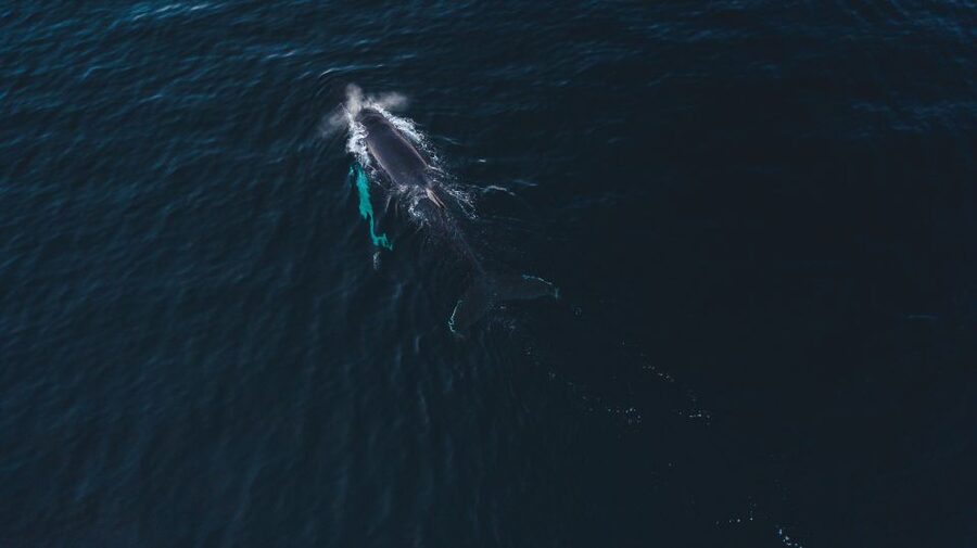 From Alta: Small Group Whale Watching by RIB - Who will enjoy this most