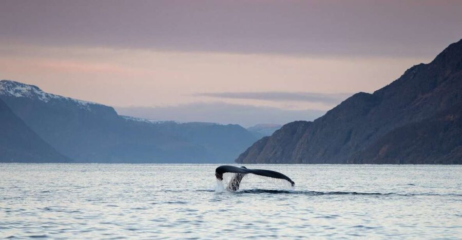 From Alta: Small Group Whale Watching by RIB - Meeting Æventyr in central Alta