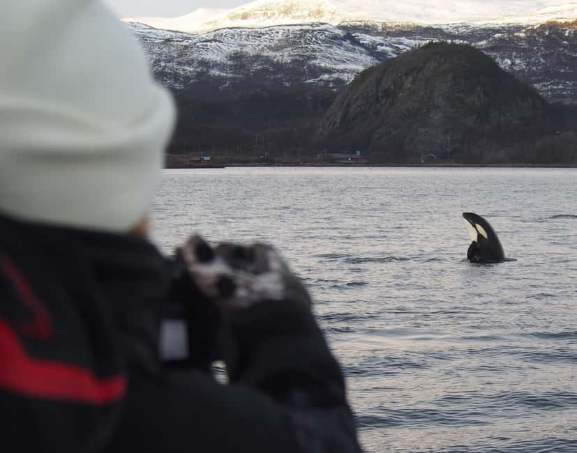 From Alta: Small group Whale watching - From your Alta pickup to the fjord