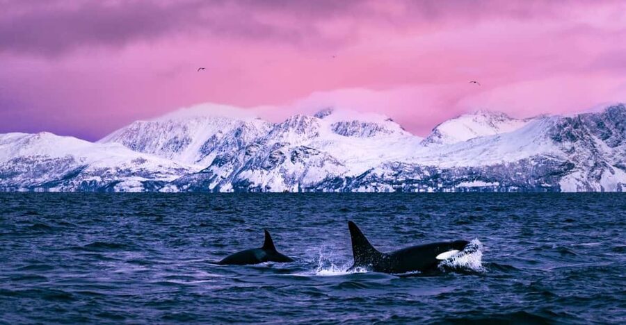 From Alta: Whale and Seabird Cruise - Meeting at Havneveien 24