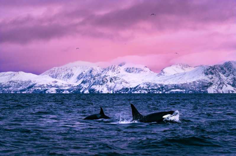 From Alta: Whale and Seabird Cruise - Leaving the pier and entering the Arctic fjord