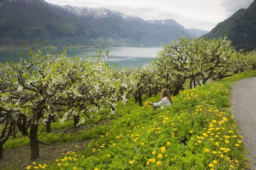 From Bergen: Private Trip to Hardangerfjord - Key details worth knowing