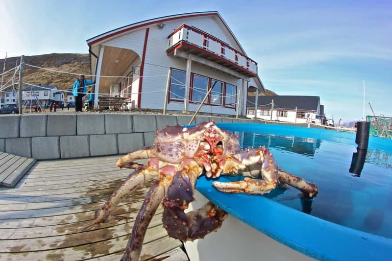 From Honningsvåg: North Cape and King Crabs Tour - Key points to know before booking