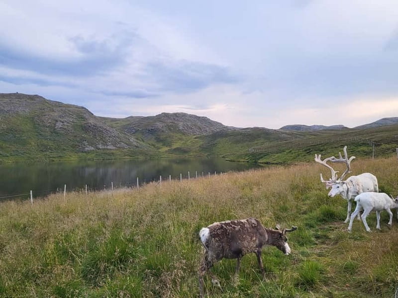 From Honningsvåg: North Cape and King Crabs Tour - A seasonal meeting with Sami culture and reindeer