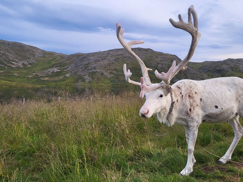 From Honningsvåg: VIP North Cape and Kingcrab Tour - The Sámi stop and its limits