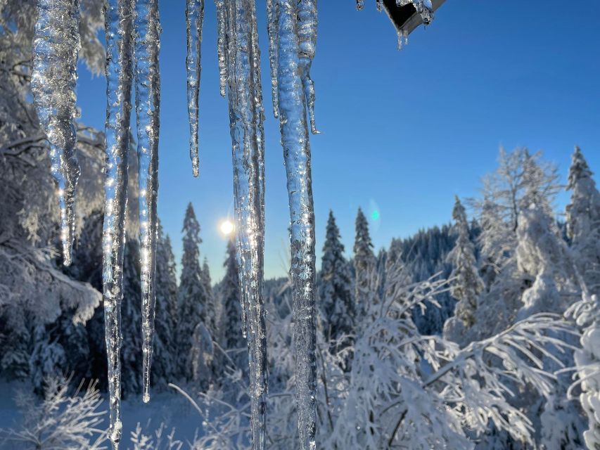 From Oslo: Oslomarka Forest Guided Snowshoeing Tour - Group size, pace, and guide style