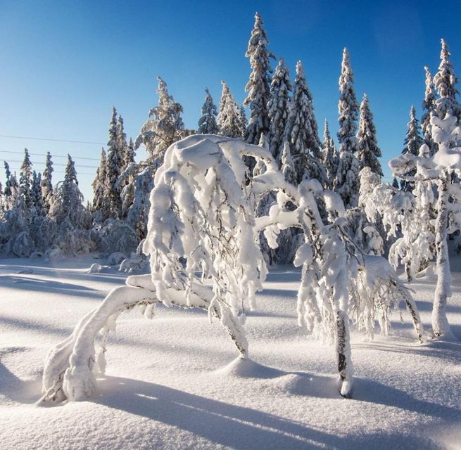 From Oslo: Oslomarka Forest Guided Snowshoeing Tour - When there is not enough snow