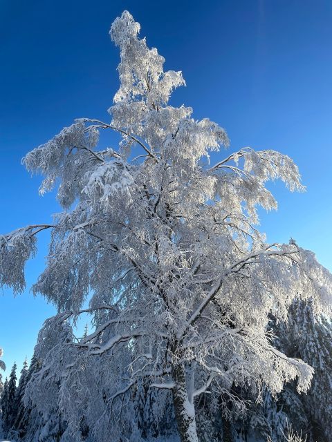 From Oslo: Oslomarka Forest Guided Snowshoeing Tour - Who will enjoy this Oslo winter outing?