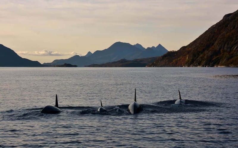 From Svolvær: Lofoten RIB Sea Eagle Safari Trollfjord Cruise - Who should book this RIB safari?