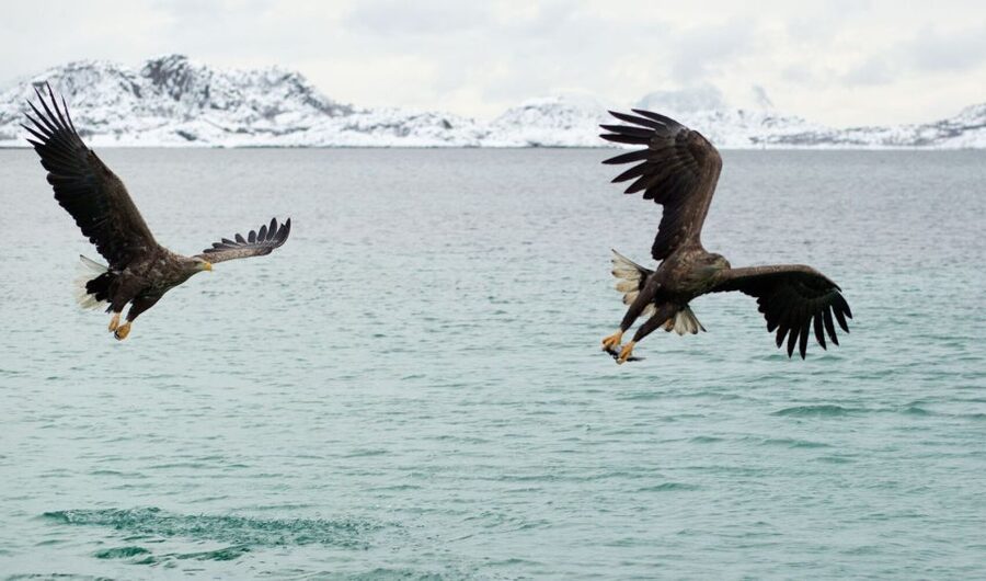 From Svolvaer: Trollfjorden Wildlife RIB Cruise - How cold and wet is the RIB ride?