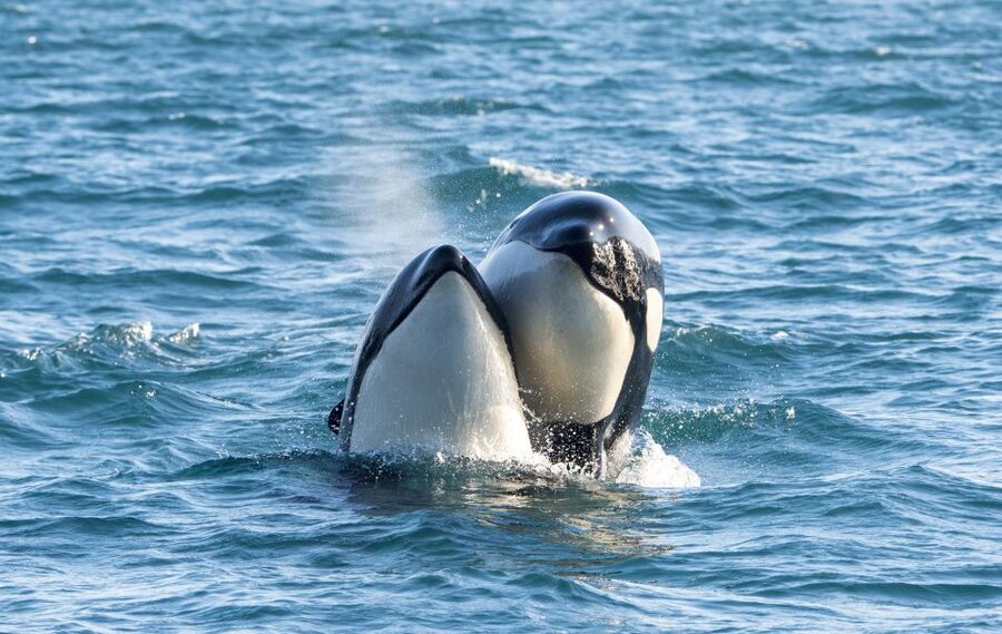 From Svolvær: Whale Watching Day Trip to Andenes - Key points before you book