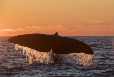 Whale Watching Day Trip to Andenes