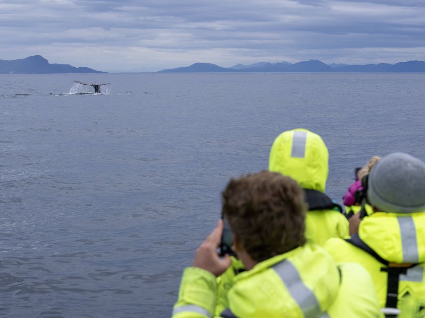 From Svolvær: Whale Watching Day Trip to Andenes - The 4:45 PM departure is not optional