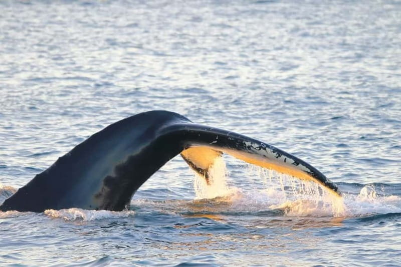 From Tromsø: All-Inclusive Whale & Orca Safari - Key points to know before booking