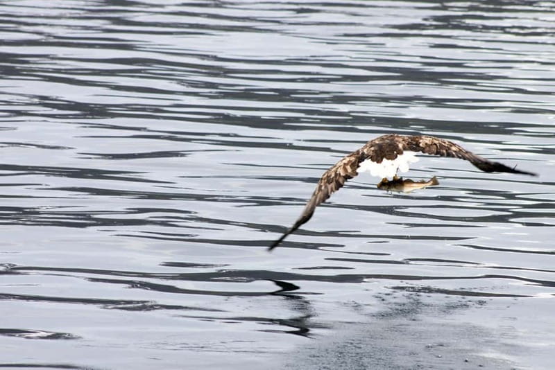 From Tromsø: All-Inclusive Whale & Orca Safari - Who should book this safari?