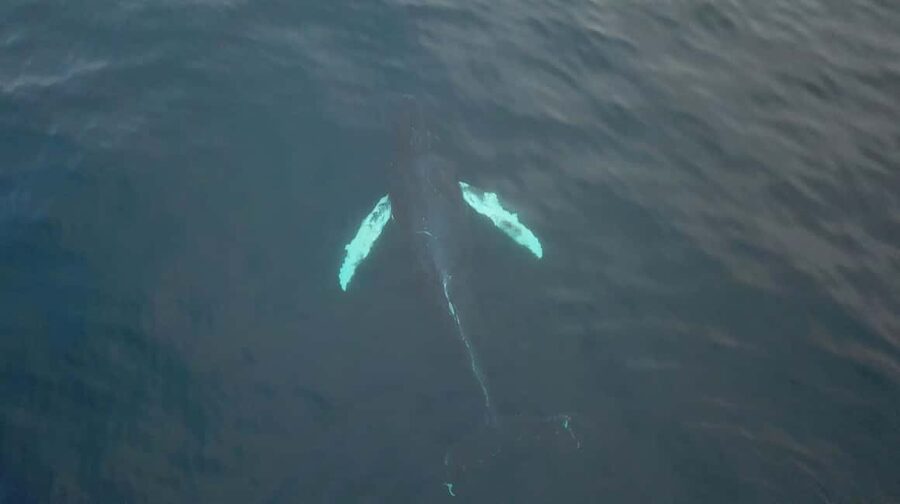From Tromsø: All-Inclusive Whale & Orca Safari - Why the long run to Skjervøy matters