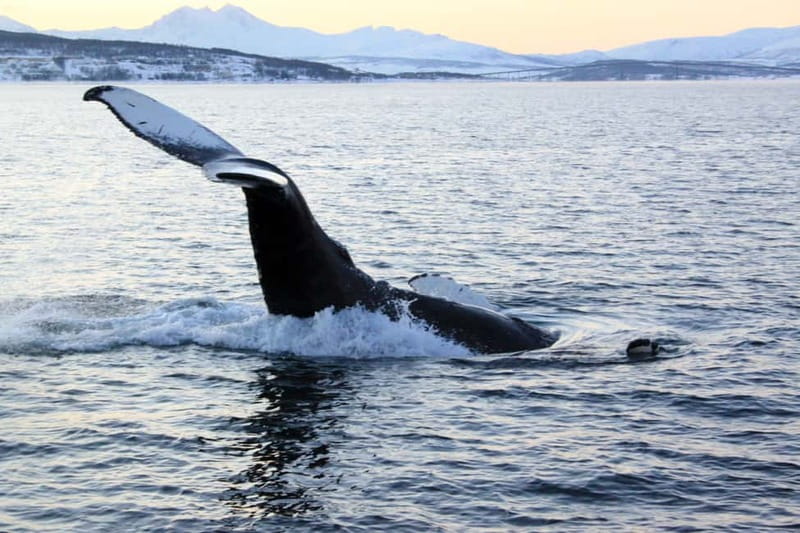 From Tromsø: All-Inclusive Whale & Orca Safari - Searching for orcas and humpback whales near Skjervøy