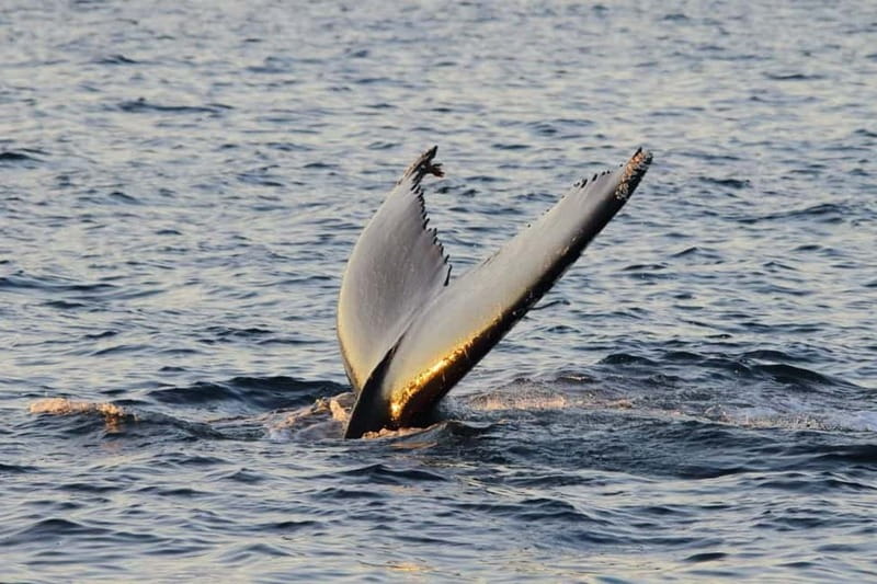 From Tromsø: All-Inclusive Whale & Orca Safari - Lunch, hot drinks, and the practical food details