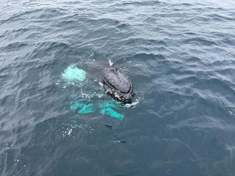 From Tromsø: All-Inclusive Whale & Orca Safari - The return to Tromsø