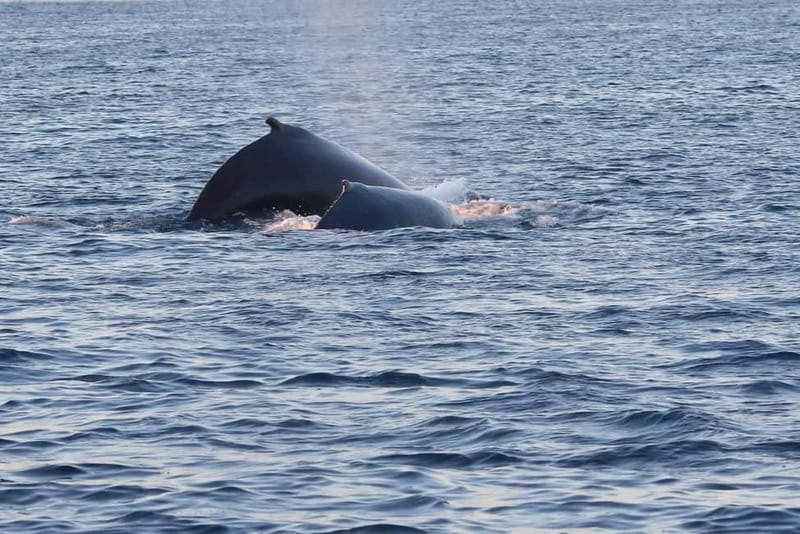From Tromsø: All-Inclusive Whale & Orca Safari - Is $186 a fair price?