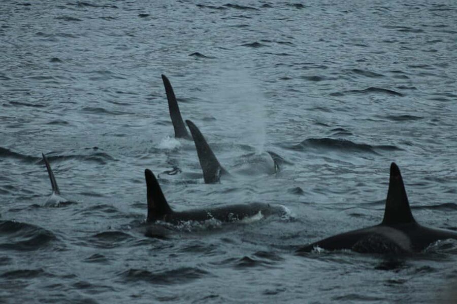 From Tromsø: All-Inclusive Whale & Orca Safari - From Tromsø harbor to the Arctic fjords