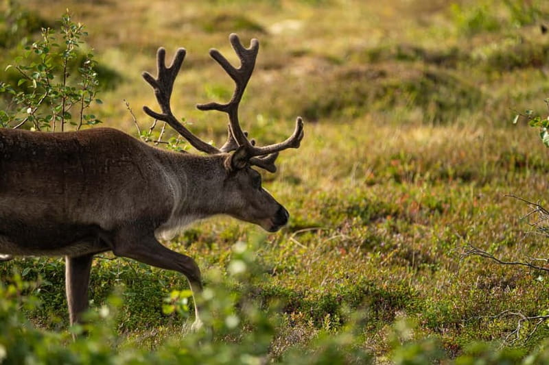 From Tromsø: Arctic Roadtrip: fjords tour with scenic picnic - Walking, clothing, and family considerations