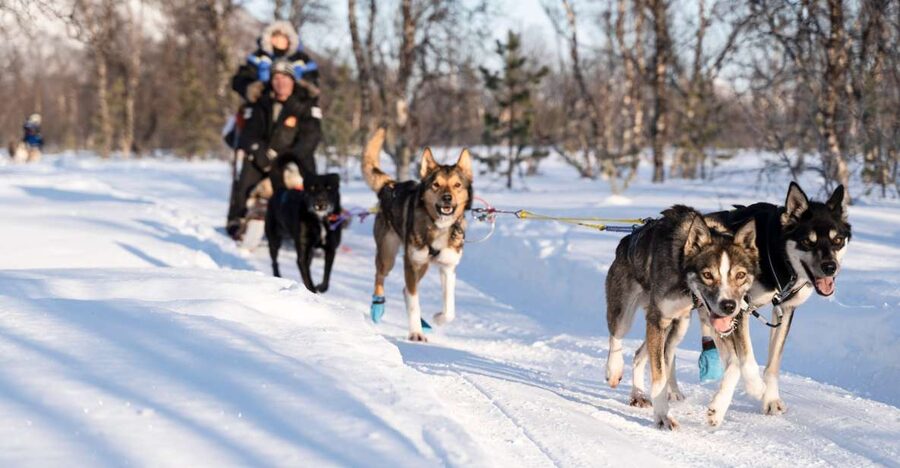 From Tromsø: Fun and Easy Dog Sledding Adventure - The 50-minute ride from Tromsø to Breivikeidet