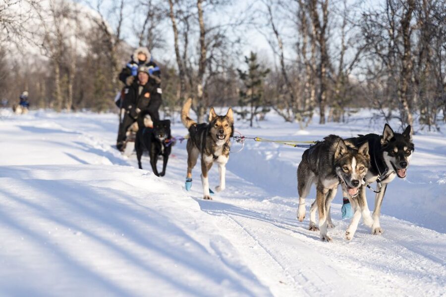 From Tromsø: Fun and Easy Dog Sledding Adventure - Learning to mush before the dogs take off