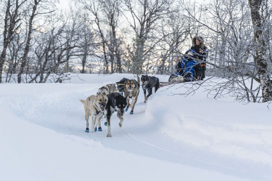 From Tromsø: Fun and Easy Dog Sledding Adventure - Practical tips for a smoother day